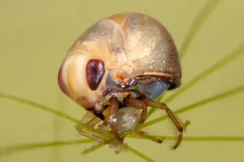 Pygmy Backswimmers - photo 3