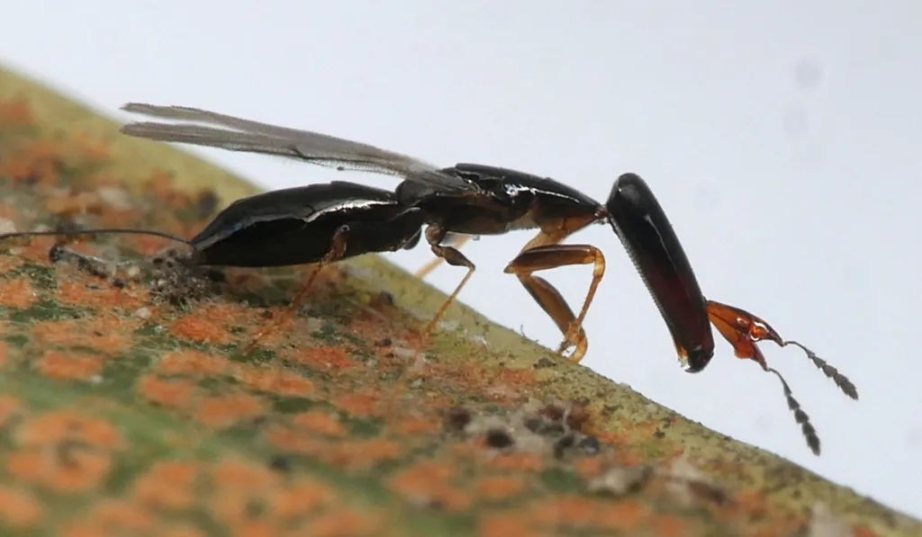 Pleistodontes froggatti