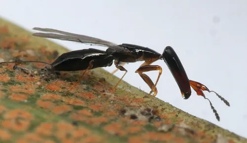 Pleistodontes froggatti - photo 2