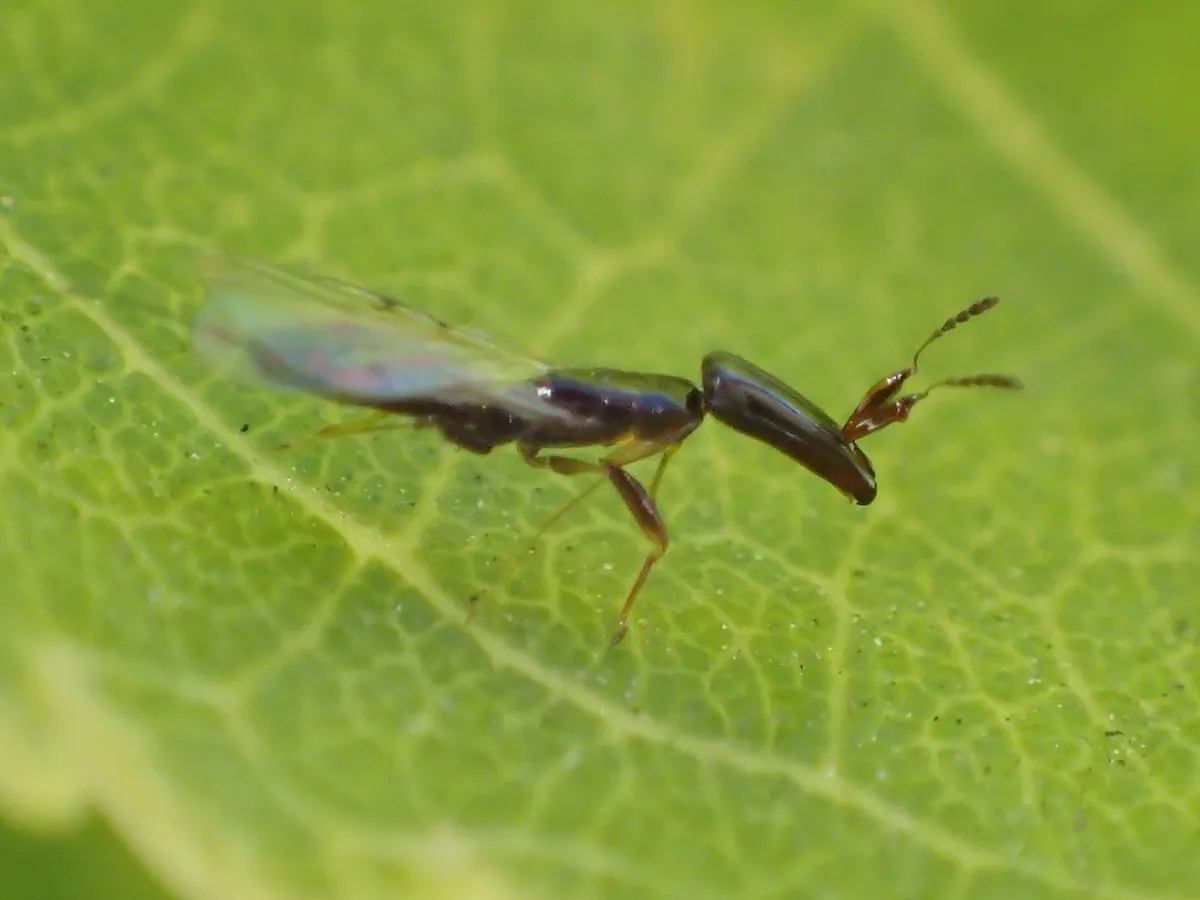 Pleistodontes imperialis