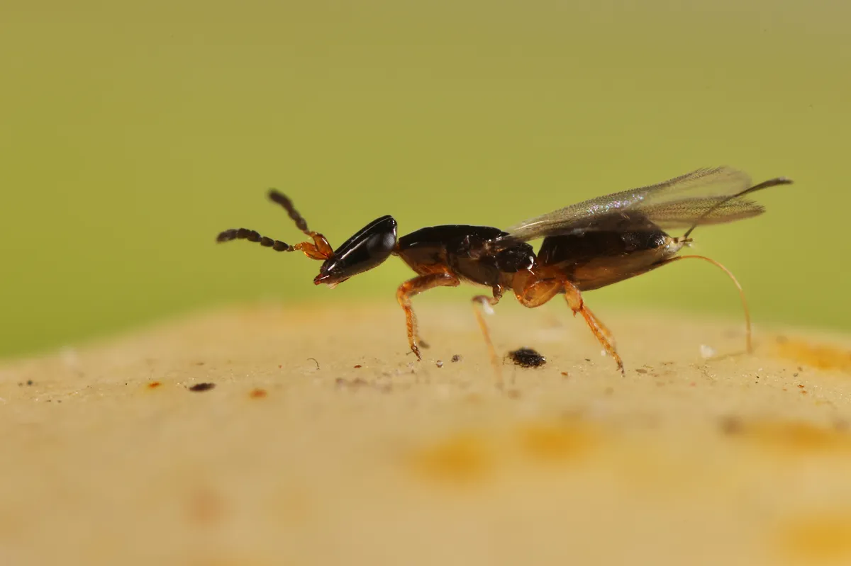 Pleistodontes schizodontus - photo 3