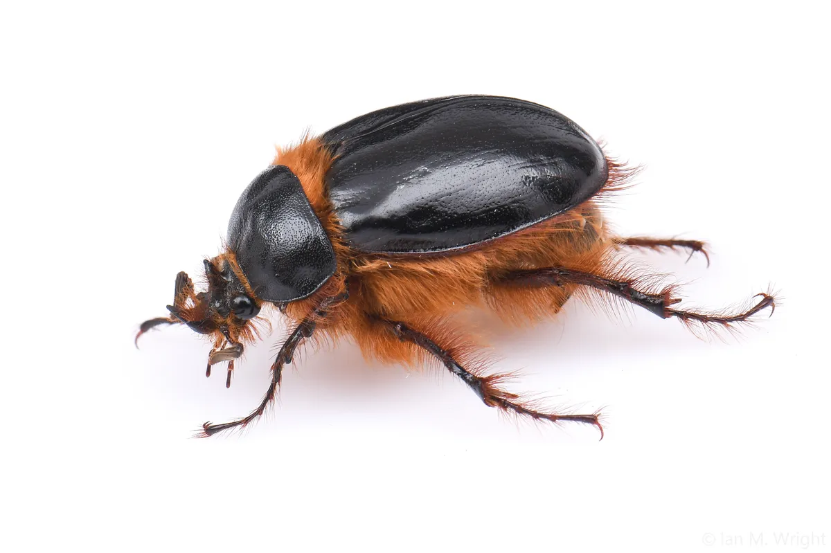 Southern Rain Beetle - photo 2