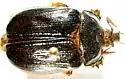 Pleocoma behrensii