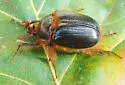 Pleocoma behrensii - photo 4