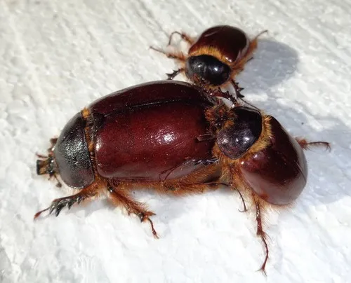 Pleocoma bicolor