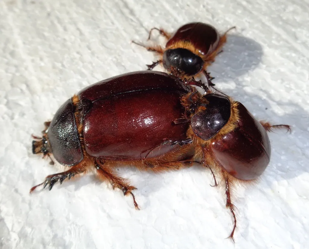 Pleocoma bicolor - photo 2
