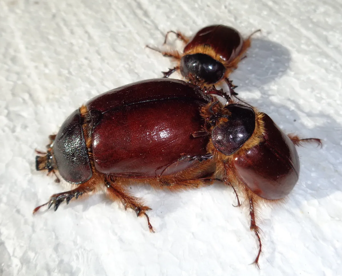 Pleocoma bicolor - photo 3