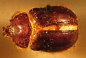 Pleocoma carinata