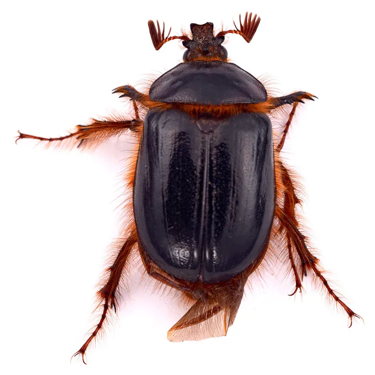 Santa Cruz Rain Beetle