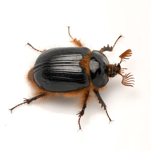 Pleocoma dubitabilis - Pleocoma dubitabilis