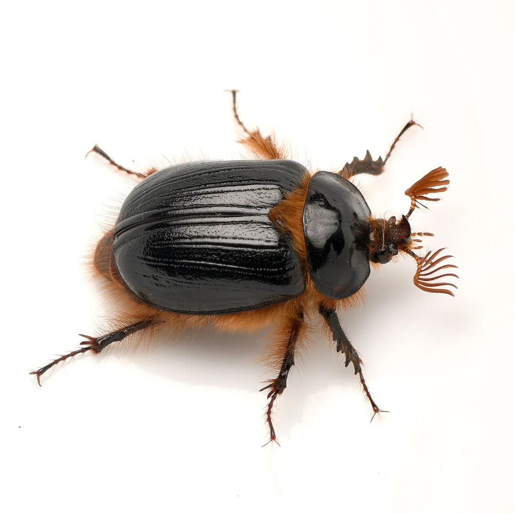 Pleocoma dubitabilis - photo 2