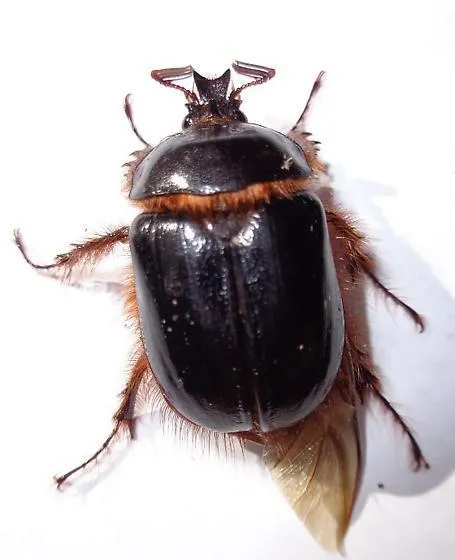 Pleocoma fimbriata - photo 2