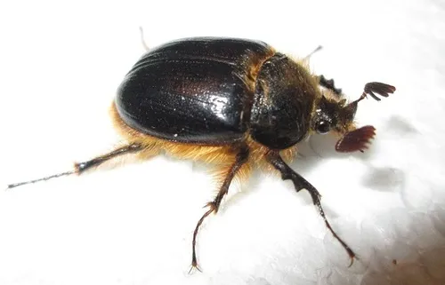 Pleocoma hirticollis