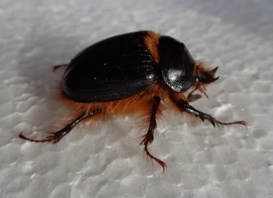 Pleocoma hovorei