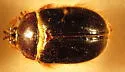 Pleocoma marquai