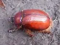 Pleocoma minor - photo 4