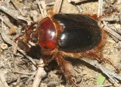 Pleocoma octopagina