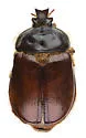 Pleocoma oregonensis