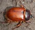 Pleocoma oregonensis - photo 2