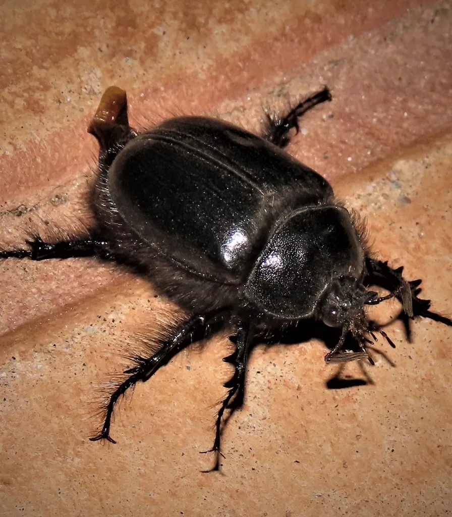 Black Rain Beetle