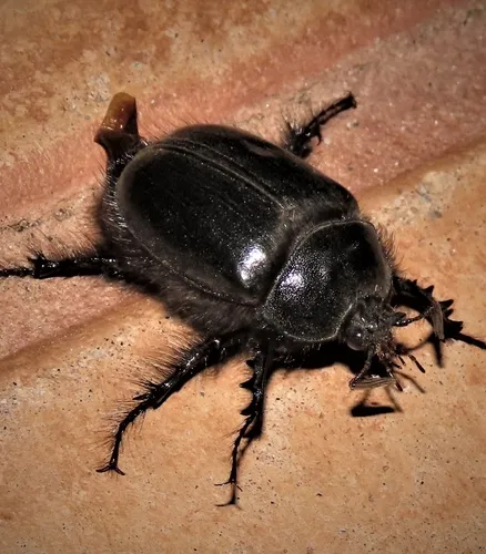 Black Rain Beetle - photo 2