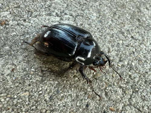 Pleocoma rickseckeri
