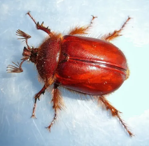 Pleocoma rubiginosa
