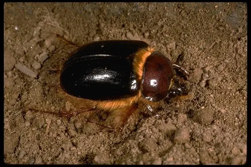 Pleocoma tularensis