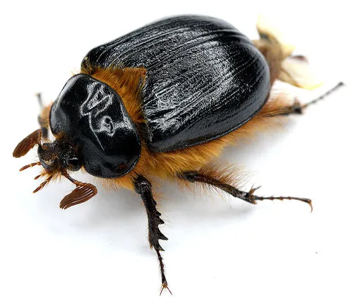 Rain Beetles - photo 2