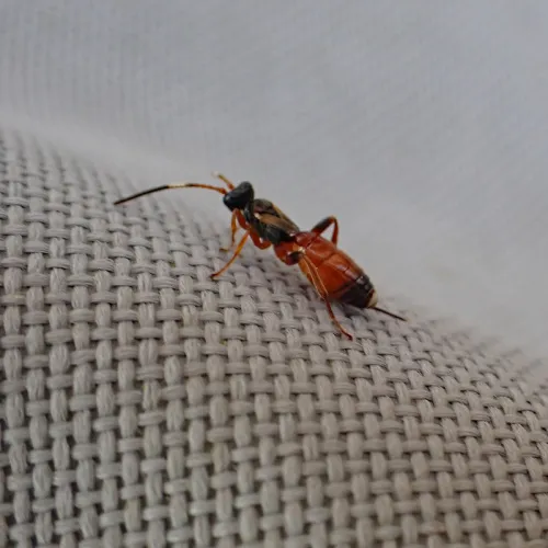 Pleolophus brachypterus