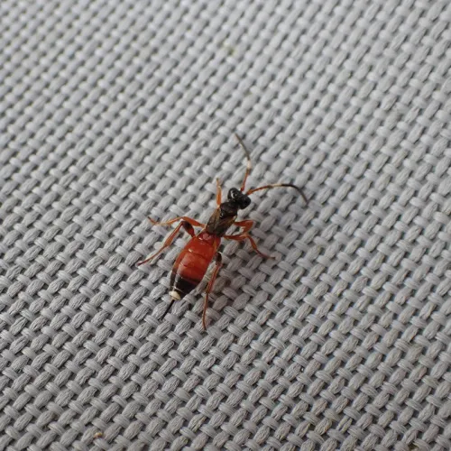 Pleolophus brachypterus - photo 2