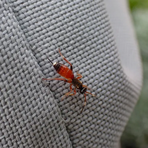 Pleolophus brachypterus - photo 3