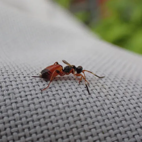 Pleolophus brachypterus - photo 4