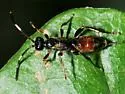 Pleolophus indistinctus - Pleolophus indistinctus