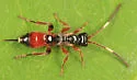 Pleolophus indistinctus - photo 2