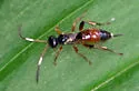 Pleolophus indistinctus - photo 3