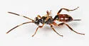 Pleolophus indistinctus - photo 4