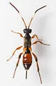 Pleolophus indistinctus - photo 5