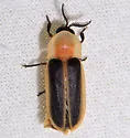 Pleotomus davisii - Pleotomus davisii