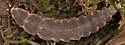 Pleotomus davisii - photo 2