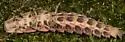 Pleotomus davisii - photo 3