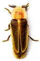 Pleotomus davisii - photo 4