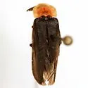 Pleotomus nigripennis - photo 2