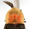 Pleotomus nigripennis - photo 3
