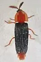 Pleotomus nigripennis - photo 4