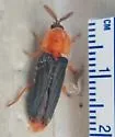 Pleotomus nigripennis - photo 5