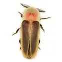 Pleotomus pallens