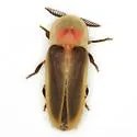 Pleotomus pallens - photo 2