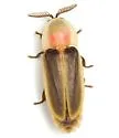 Pleotomus pallens - photo 3