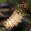 Pleotomus pallens - photo 4